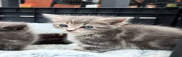 Mixed Breed cats for sale: Need Sale ASAP 3 Kittens & 2 Cats Available  in Gloucester - Advert 25