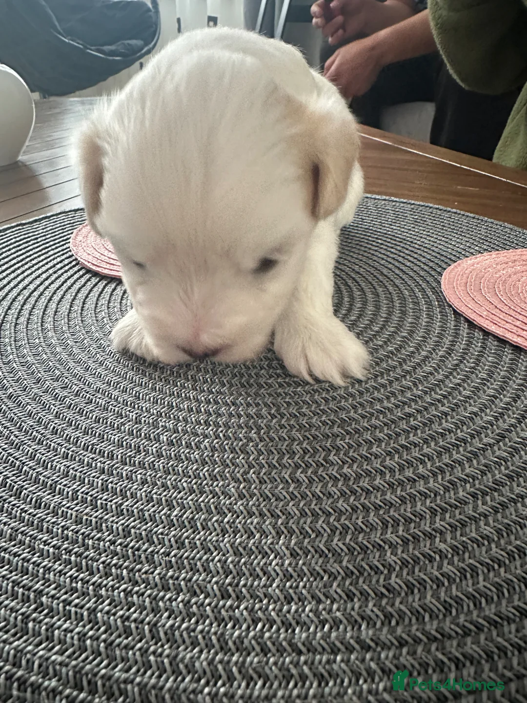 Maltese dogs for sale: Gorgeous baby Maltese - Advert 12
