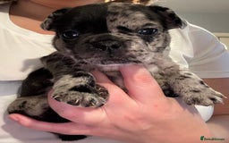 French Bulldog dogs for sale: French bulldog puppies  - Image 4