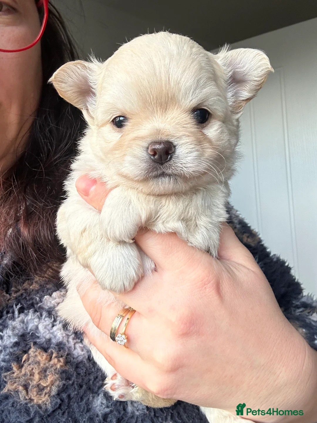 Chihuahua dogs for sale: 🥰Gorgeous Long-Coat chihuahua puppies  - Advert 4