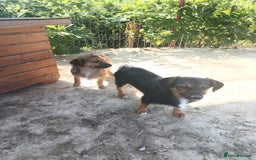 Mixed Breed dogs for adoption: Chilli - Norwich Norfolk  - Image 5