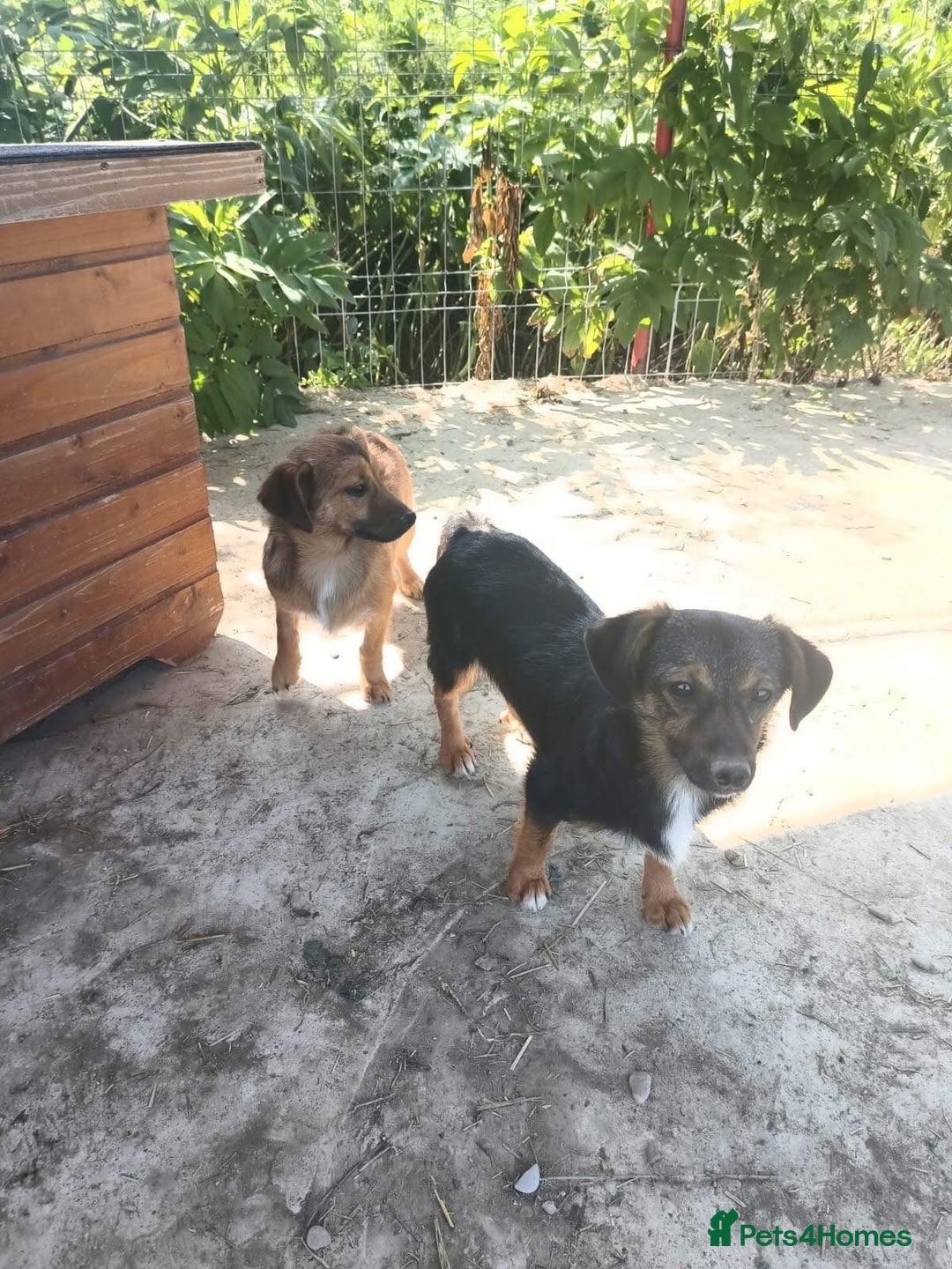 Mixed Breed dogs for adoption: Chilli - Norwich Norfolk  - Image 5