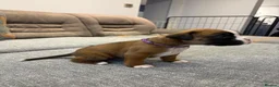 Boxer dogs for sale: Beautiful, KC registerd boxer puppies for sale - Advert 8