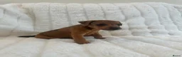 Lakeland Terrier dogs for sale: 2 Perfect Example Lakeland Bitches - Advert 9