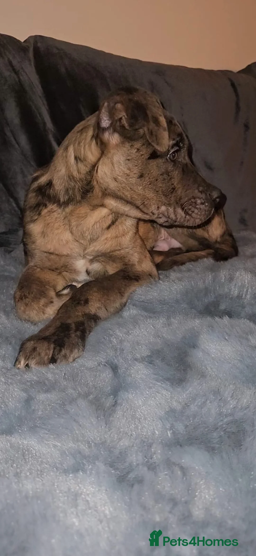 Mixed Breed dogs for sale: Cane corso cross Pressa canario puppy - Advert 3