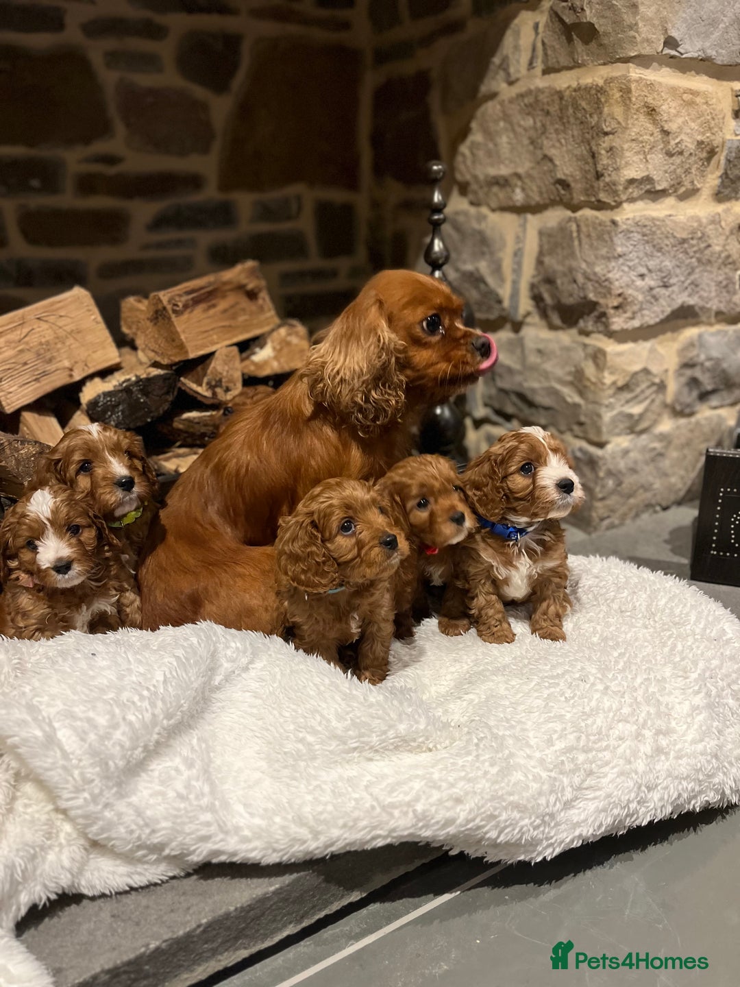 Cavapoo dogs for sale: Stunning litter of F1 Cavapoo puppies - Advert 13