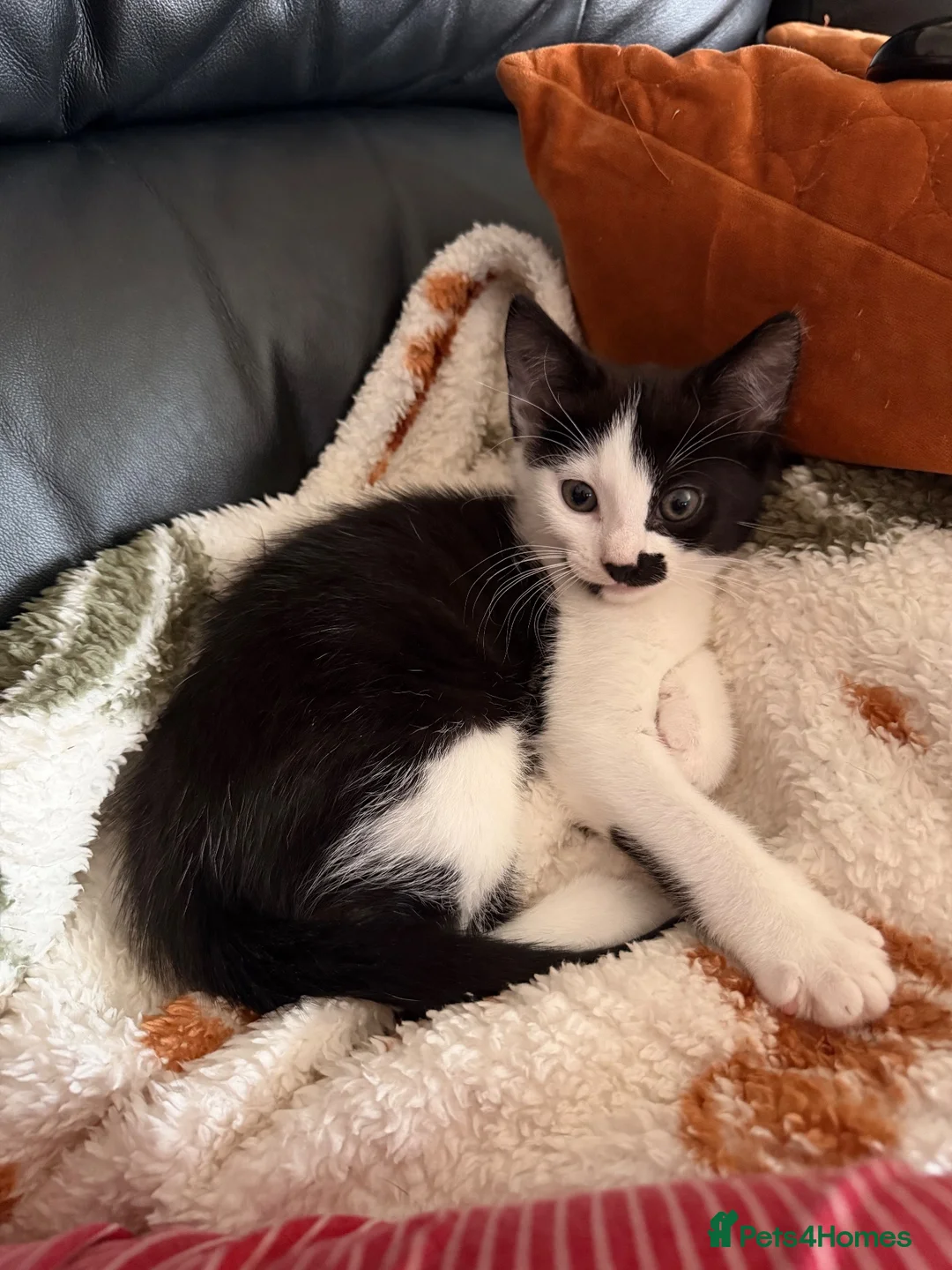 Mixed Breed cats for sale: Tuxedo kitten   - Advert 2