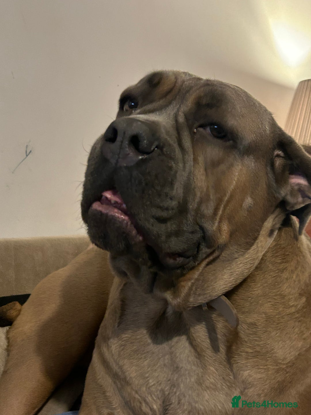 Cane Corso dogs for sale: Beautiful 3year old formentino bitch - Advert 1