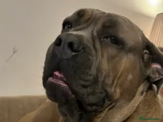 Cane Corso dogs Beautiful 3year old formentino bitch - Advert 11