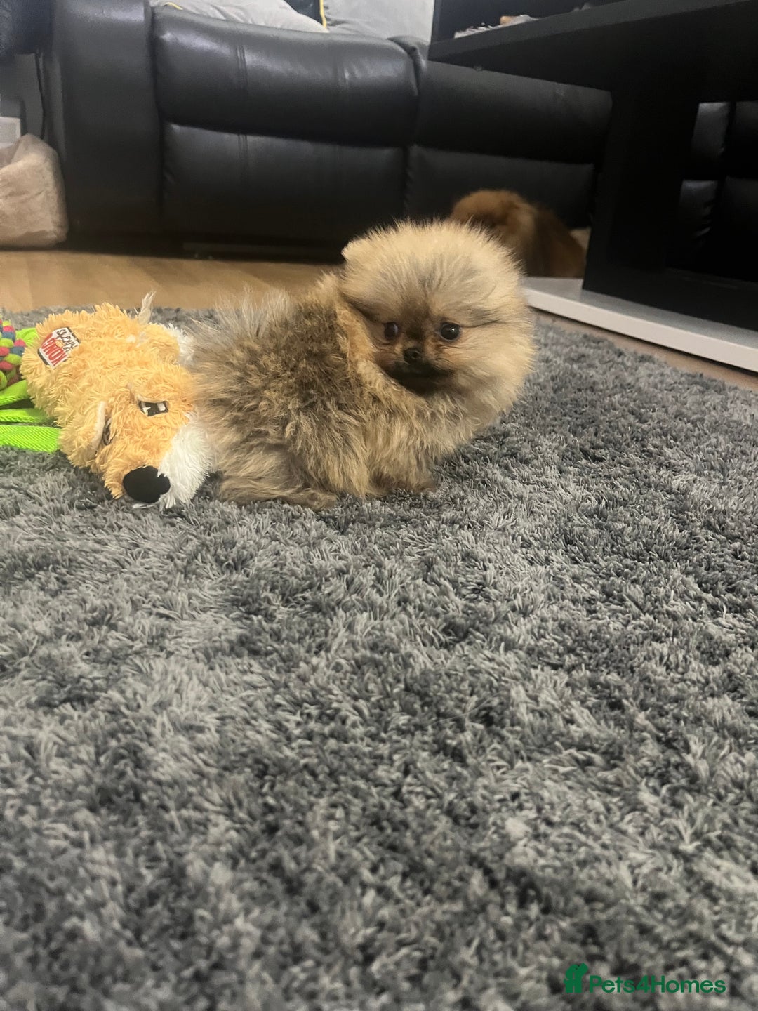 Pomeranian dogs for sale: 🔥Very Tiny(450gr)🧸Top Quality 💎 - Advert 10