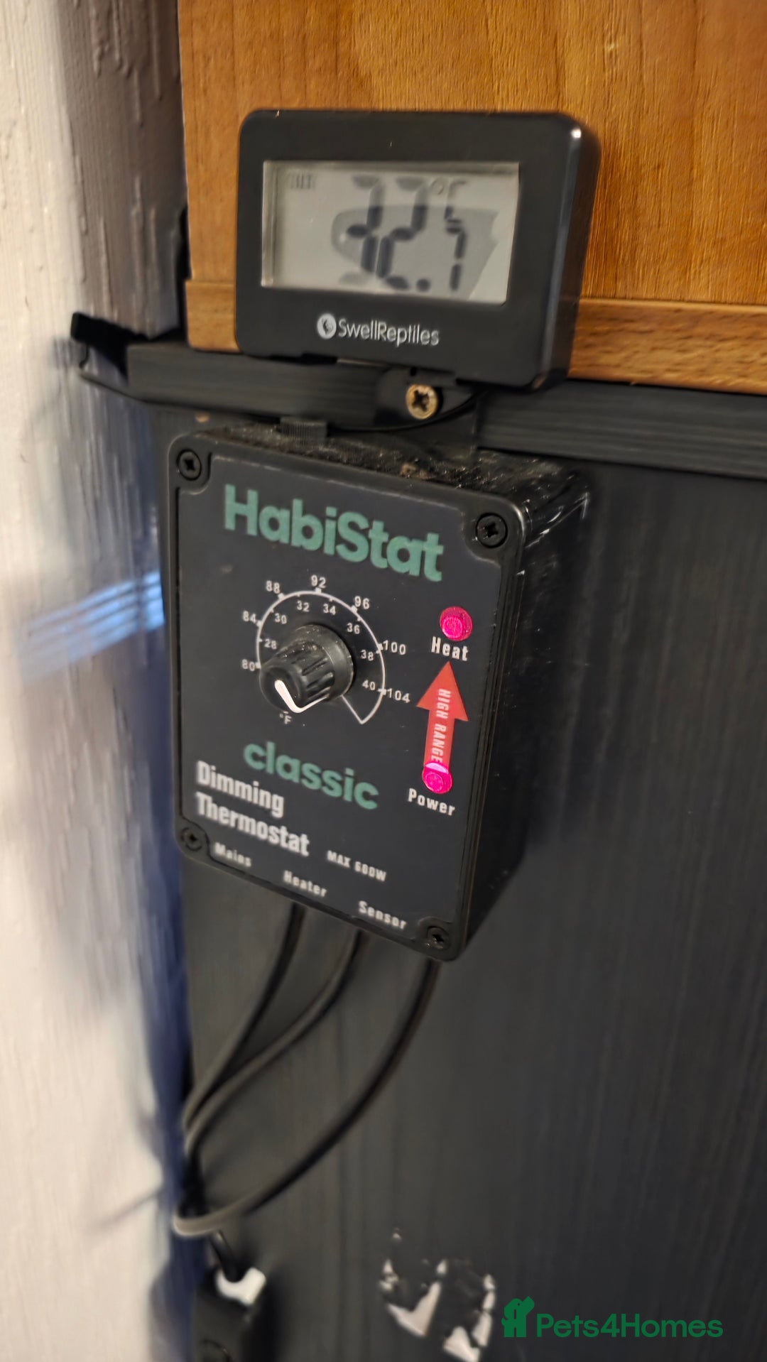 Bearded Dragon reptiles for sale: Bambam the beardy - Advert 4