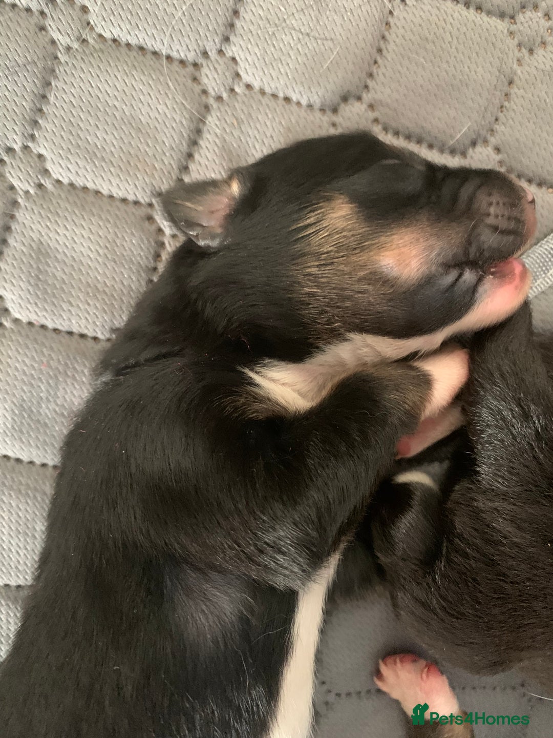 Border Collie dogs for sale: Pure Border Collie pups  - Advert 8