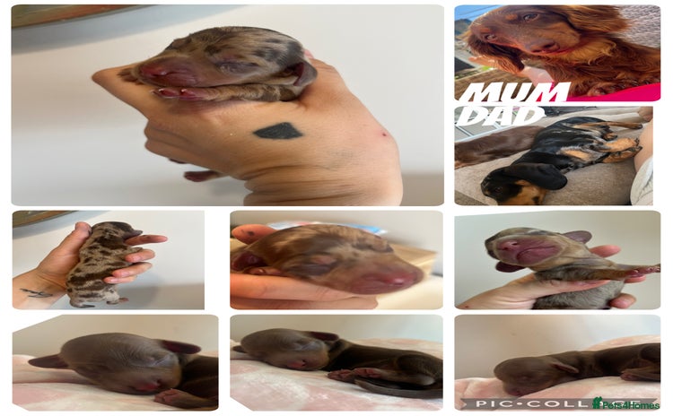 Miniature Dachshund dogs - Advert 4