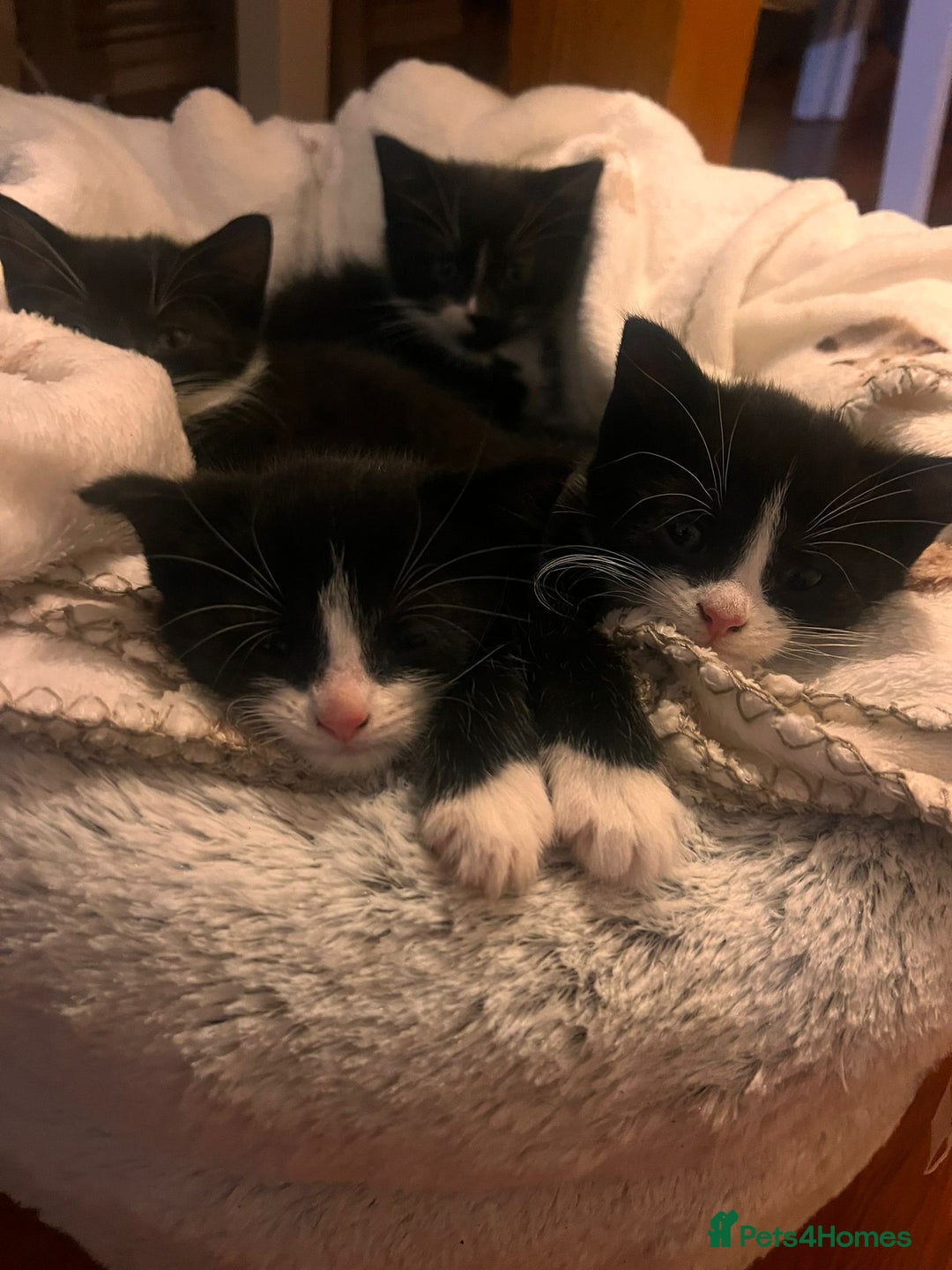 Mixed Breed cats for sale: Young kittens looking for loving homes - Advert 3