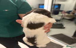 English Springer Spaniel dogs for sale: Working English Springer Spaniel  - Image 9