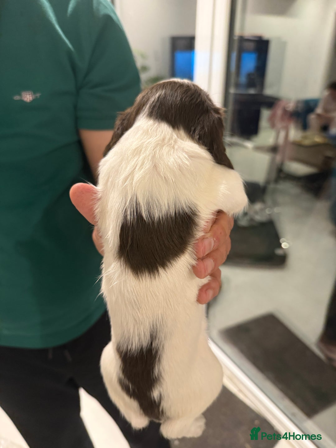 English Springer Spaniel dogs for sale: Working English Springer Spaniel  - Image 9