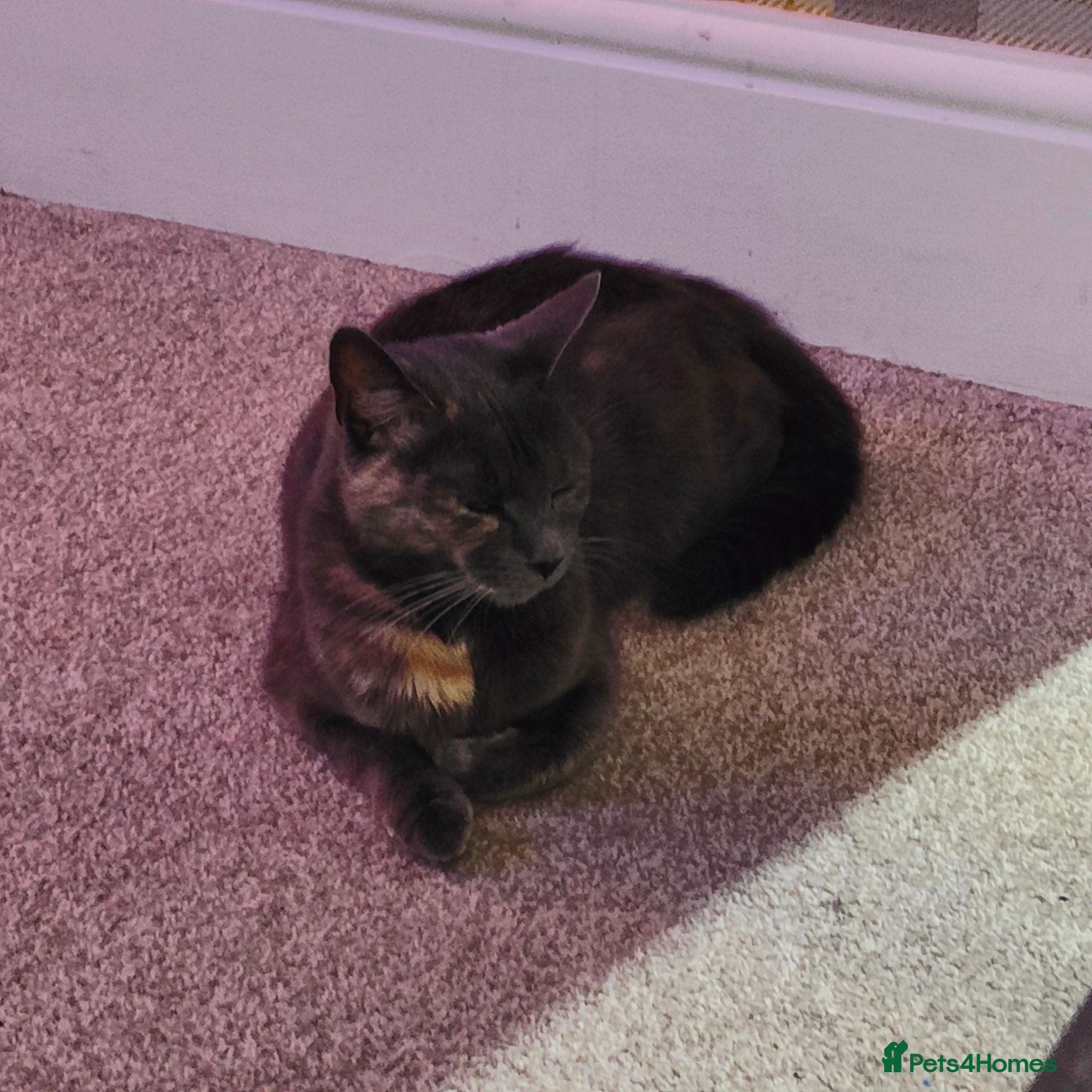 Domestic Shorthair cats KITTENS FOR SALE. READY AT 8 WEEKS - Advert 3