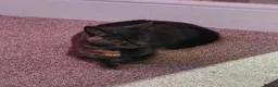Domestic Shorthair cats for sale: KITTENS FOR SALE. READY AT 8 WEEKS - Advert 1