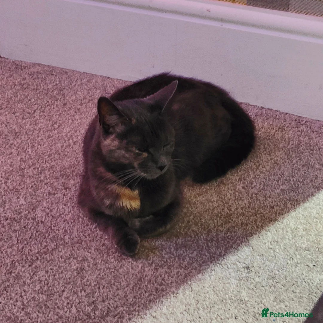 Domestic Shorthair cats for sale: KITTENS FOR SALE. READY AT 8 WEEKS - Advert 1