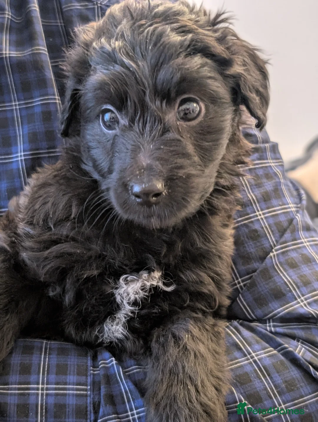 Jackapoo dogs for sale: Beautiful Jackapoo puppies  - Advert 6