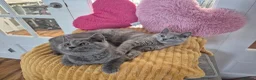 British Shorthair cats for sale: Ready! From GCCF parents with champions in line - Advert 7