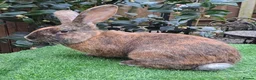 Continental Giant rabbits for sale: PURE bred Continental Giants - Vaccinated RESERVE  - Advert 12