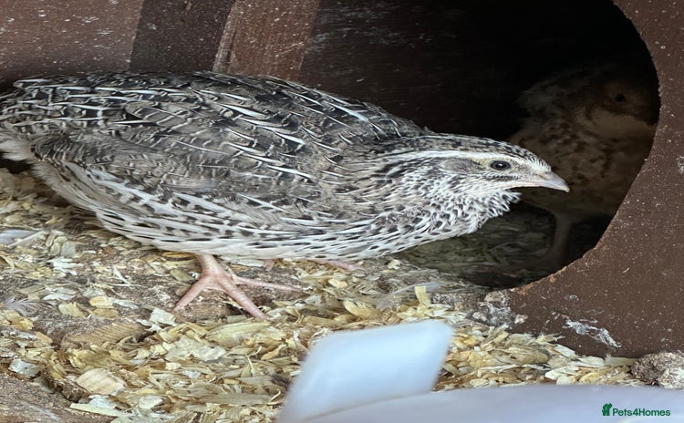 Quail poultry - Advert 13