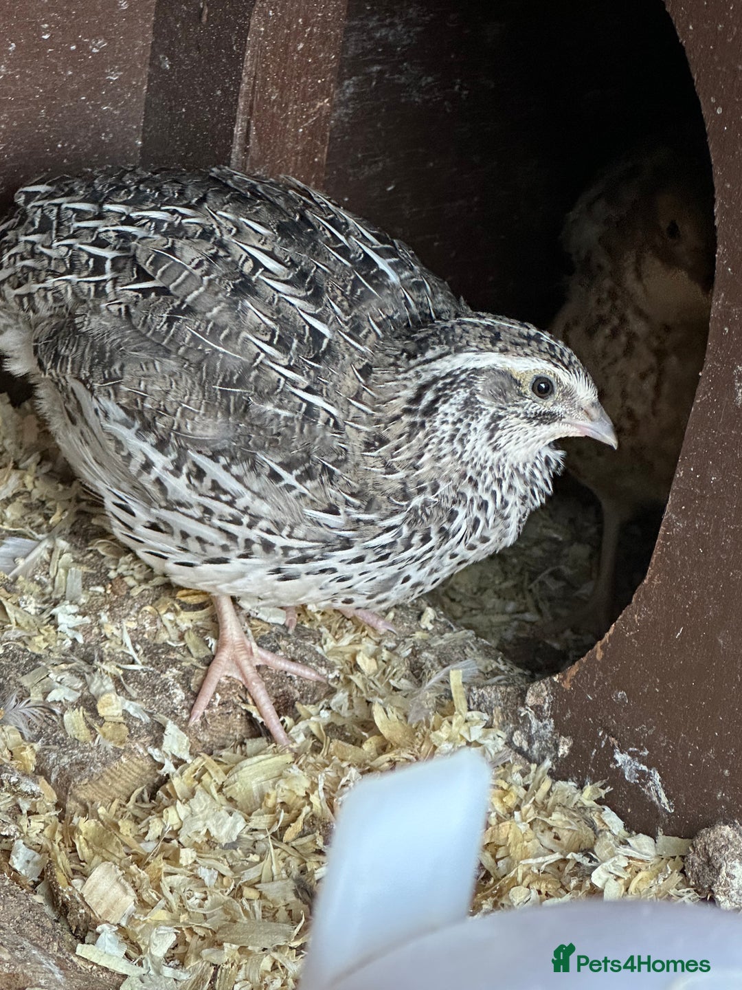 Quail poultry for sale: Group of Coturnix quail - Image 1
