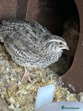 Quail poultry - Advert 9