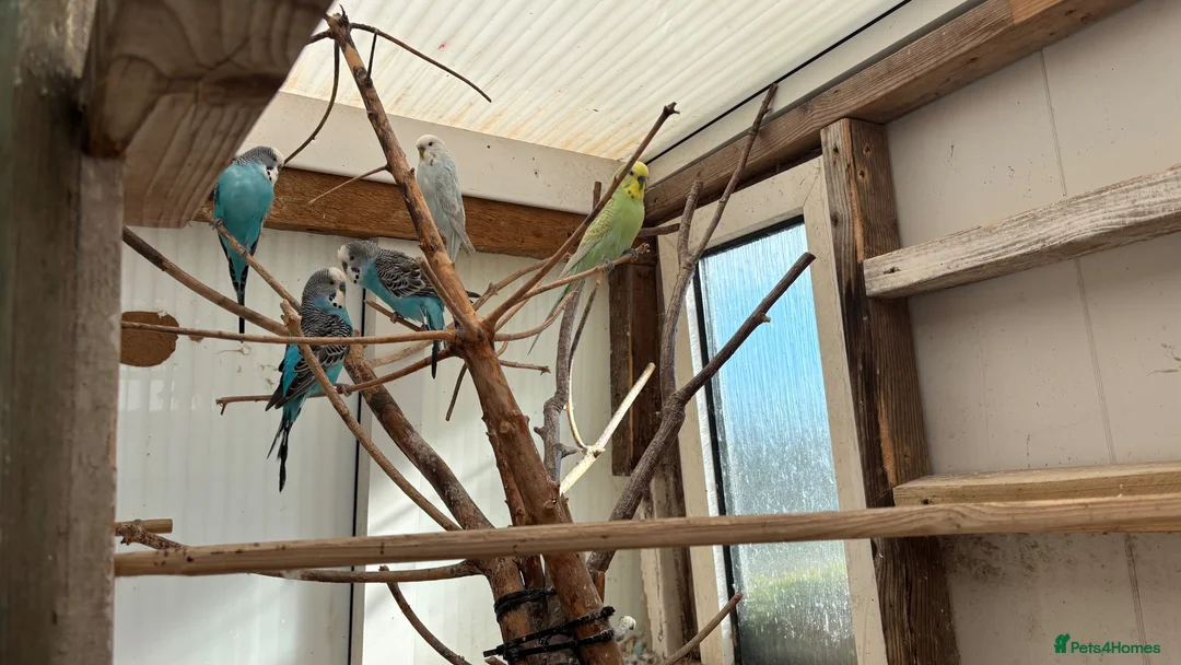 Budgerigars birds for sale: Budgies for sale  in Poole - Advert 2
