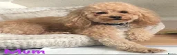 Maltipoo dogs for sale: 🐶 3 Gorgeous Toy Maltipoo Puppies For Sale 🐶 - Advert 29