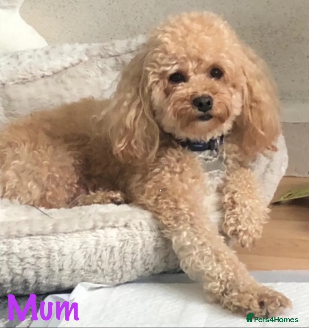 Maltipoo dogs for sale: 🐶 3 Gorgeous Toy Maltipoo Puppies For Sale 🐶 - Advert 29