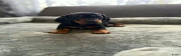 Miniature Dachshund dogs for sale: Miniature Dachsund in Nelson - Advert 5