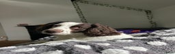 English Springer Spaniel dogs for sale: Reggie - Advert 3