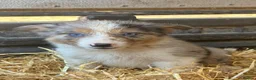 Border Collie dogs for sale: 7 beautiful border collie pups  in Newtown - Advert 12