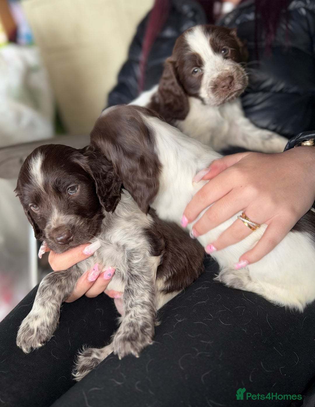 Sprocker dogs for sale: unbelievably marked sprockers 😍 - Image 34