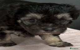 Maltipoo dogs for sale: Beautiful maltipoo puppies - Image 4