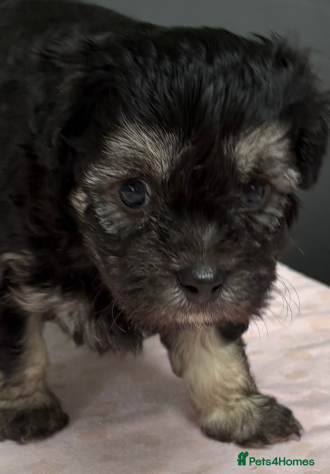 Maltipoo dogs for sale: Beautiful maltipoo puppies - Image 4
