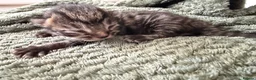 Mixed Breed cats for sale: Beautiful Domestic Shorthair Kittens 🐾 - Advert 4