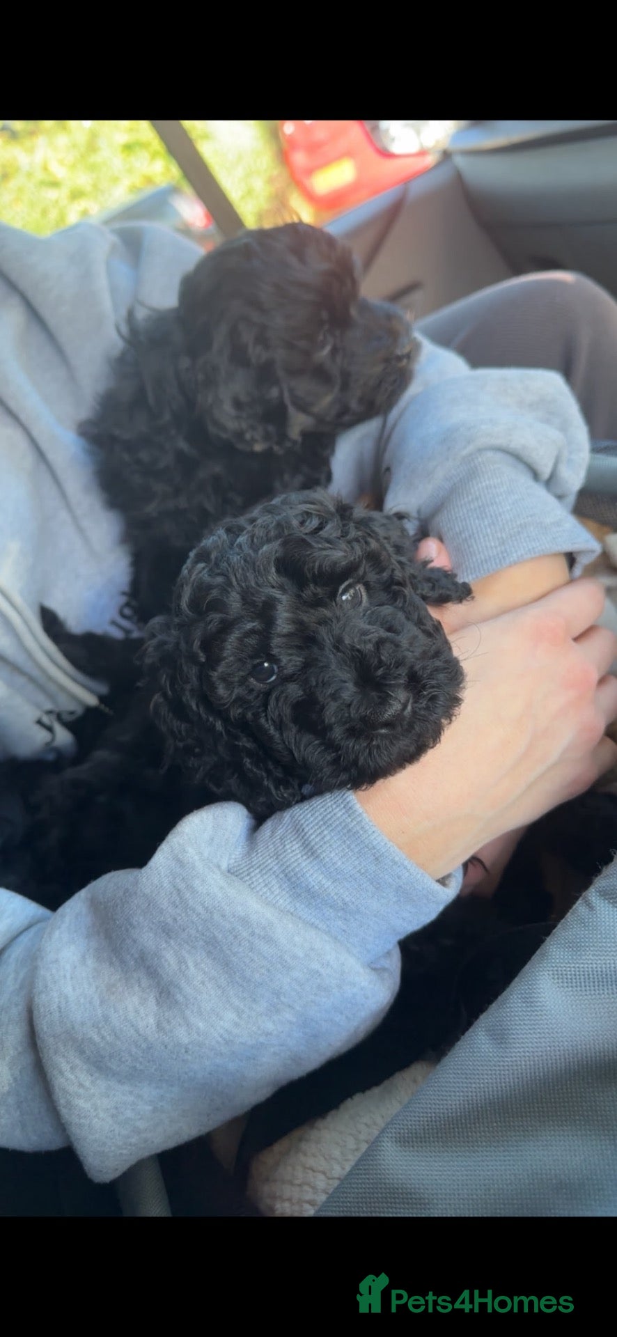 Cockapoo dogs for sale: Ready now! 1 pup left 🥰🧡😍 - Advert 3