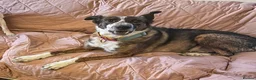 Mixed Breed dogs for adoption: Cisco - low energy cuddle bug!  in London - Advert 21