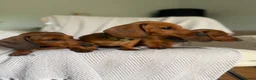Miniature Dachshund dogs for sale: Last one KCreg Miniature dachshunds red&shaded red - Advert 12