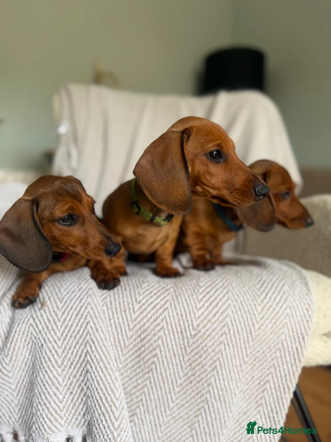Miniature Dachshund dogs for sale: KC registered Miniature dachshunds red&shaded red - Advert 2
