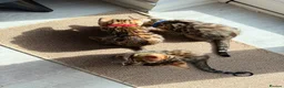 Bengal cats for sale: Stunning Bengal Kittens – Home Raised & Beautiful - Advert 10