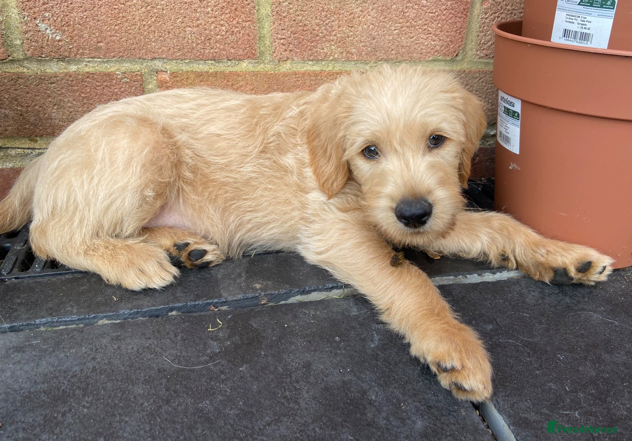 Labradoodle dogs Last Two School Dog Rare Multigen F3 Labradoodles - Advert 2