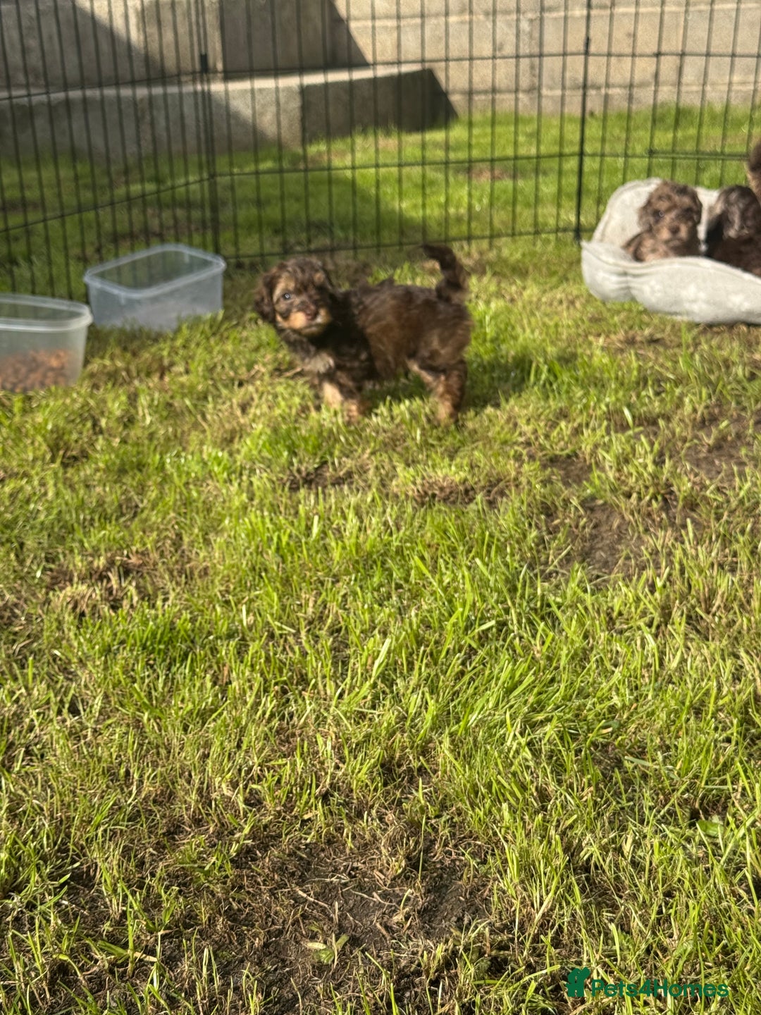 Mixed Breed dogs for sale: Chocolate merl Cockerpoo puppies - Image 5