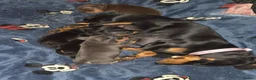 Miniature Dachshund dogs for sale: Miniature Dashhound for sale 3 male / 1 female - Advert 23