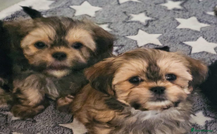 Shih Tzu dogs - Advert 5