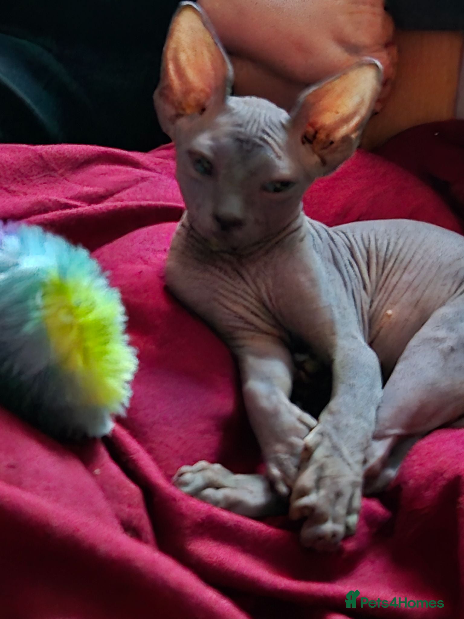 Sphynx cats Very loving Blue Sphynx Boy - Advert 8