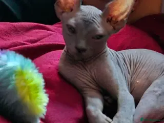 Sphynx cats Very loving Blue Sphynx Boy - Advert 1